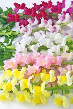 alacalı aslanağzı (snapdragon) çiçek arka plan