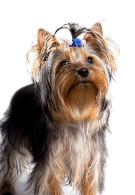 beyaz zemin üzerine Yorkshire korkunç