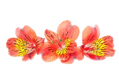 Kırmızı alstroemeria lily izole üzerinde beyaz arka plan Sprey