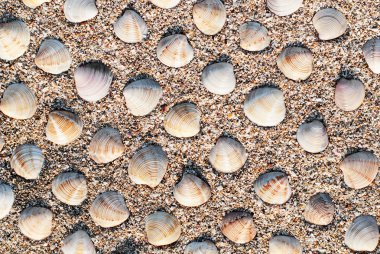 many seashells on beach sand background or texture
