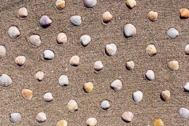 Deniz kabuğu Plajı kum arka plan veya doku