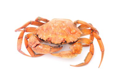 big red boiled crab isolated on white background clipart