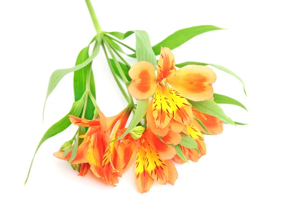 Beyaz backgrou izole sarı turuncu alstroemeria lily sprey — Stockfoto