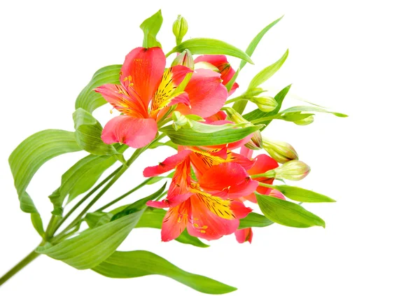 Gele rode alstroemeria lily spray geïsoleerd op wit, groen stengel — Stockfoto