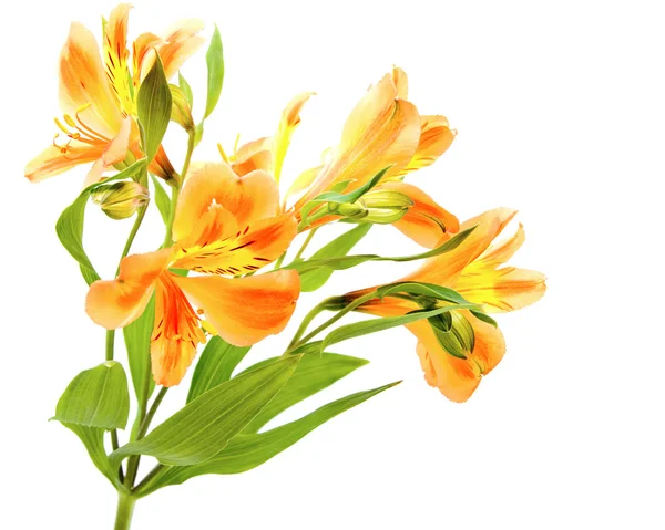 Geel oranje alstroemeria lily spray geïsoleerd op wit, groen s — Stockfoto