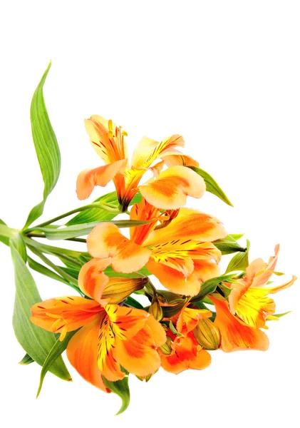 Geel oranje alstroemeria lily spray geïsoleerd op wit, groen s — Stockfoto