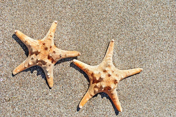 Två hav-stjärnor på sandstrand bakgrund — Stockfoto