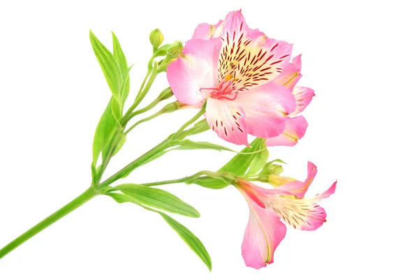 Rosy Alstroemeria Lily Spray isolé sur fond blanc — Photo