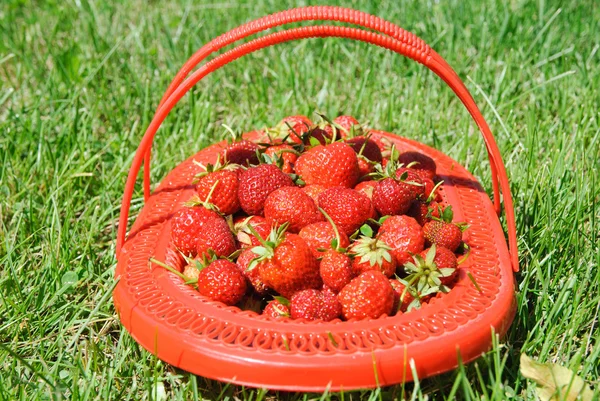 Kiste mit reifen Erdbeeren auf grünem Gras — Stockfoto