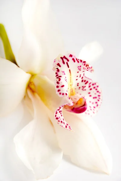 Een witte orchidee geïsoleerd op witte achtergrond — Stockfoto