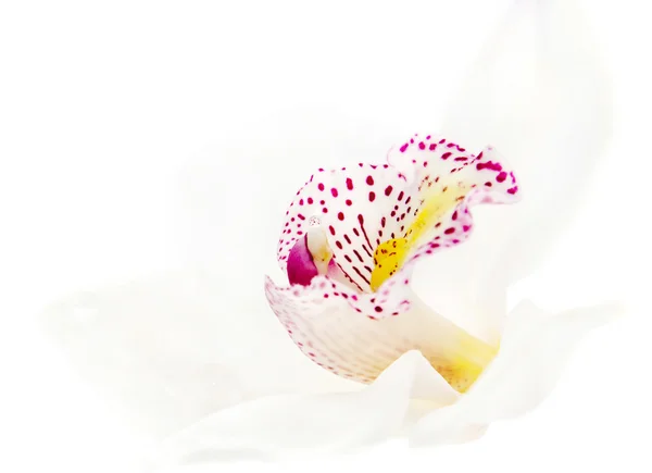 One white orchid isolated — Stock Photo, Image