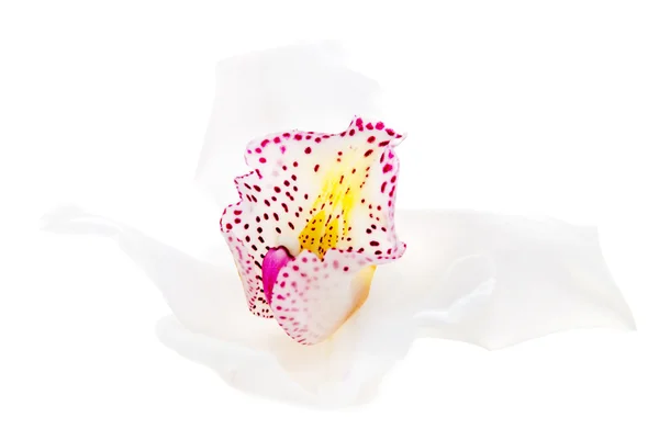 Izole bir beyaz orkide — Stok fotoğraf