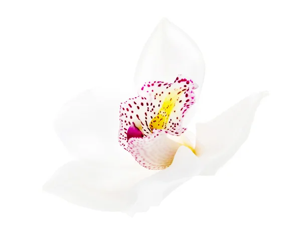 Une orchidée blanche isolée — Photo
