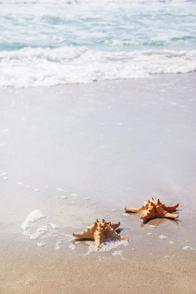 Duas estrelas do mar na praia de areia contra ondas — Fotografia de Stock