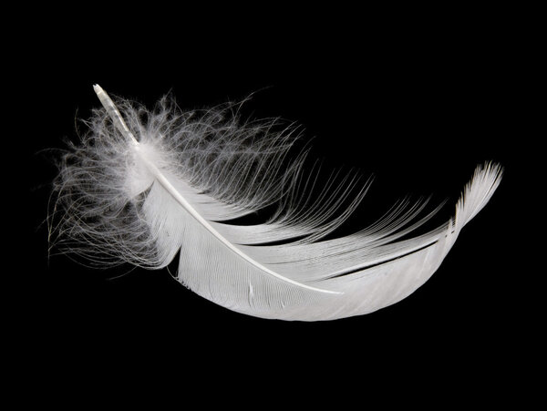 white swan feather isolated on black background