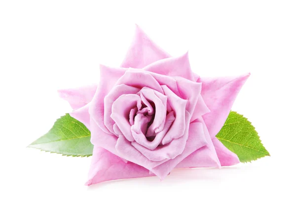 Όμορφο ροζ τριαντάφυλλο με φύλλα που απομονώνονται σε λευκό — Φωτογραφία Αρχείου