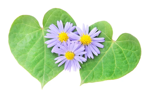 Kavram seviyorum: çift kupa yaprakları ve mutlu va için çiçek — Stok fotoğraf