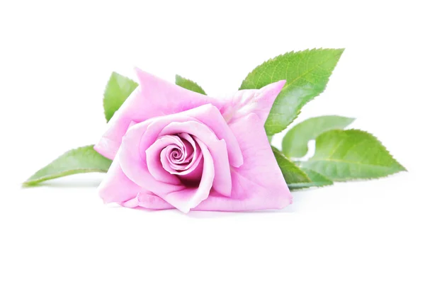Mooie roze roos met bladeren geïsoleerd op wit — Stockfoto