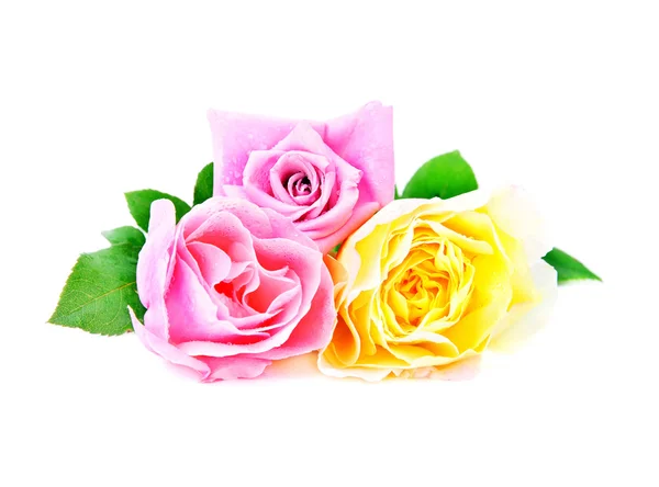 Three beautiful pink roses with water drops isolated on white ba — Stock Photo, Image