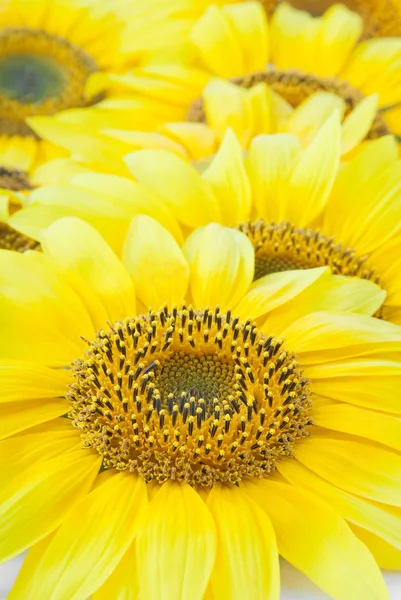 Güzel ayçiçeği arka plan — Stok fotoğraf