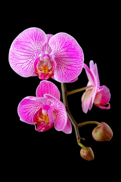 Rooskleurig mooie orchid branch geïsoleerd op zwarte achtergrond — Stockfoto