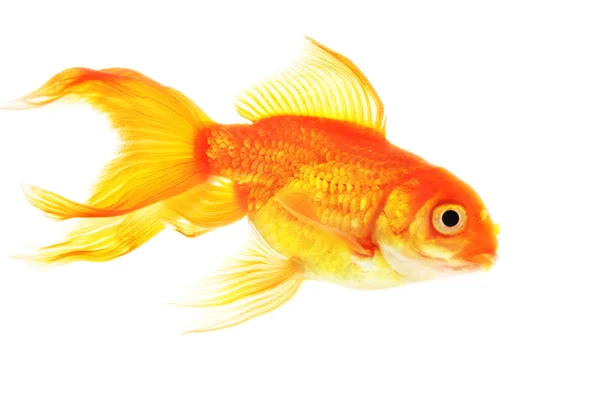 Guld fisk isolerad på vit bakgrund — Stockfoto