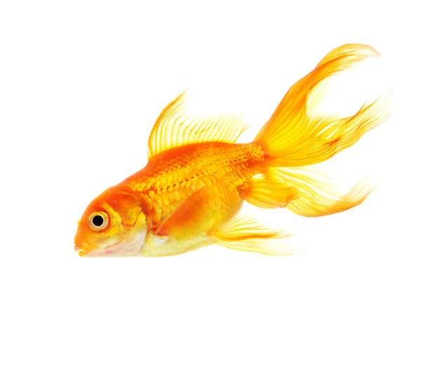 Gold fish isolated on white background — Stock Photo, Image