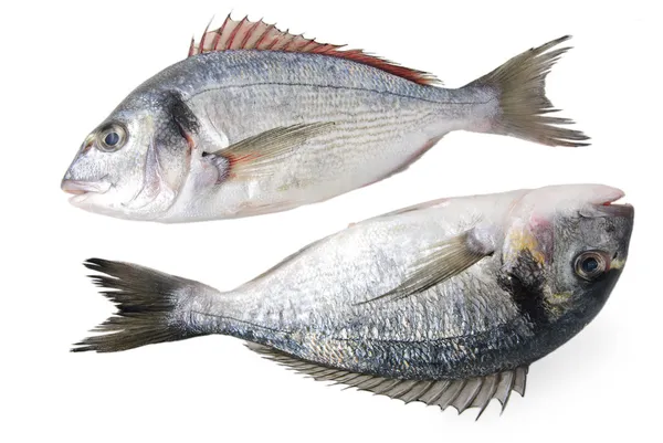 Dos peces frescos de Dorado aislados sobre fondo blanco — Foto de Stock