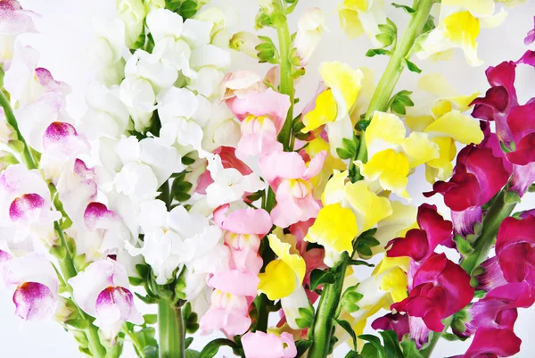 Vykvetl antirrhinum (snapdragon) květinové pozadí — Stock fotografie