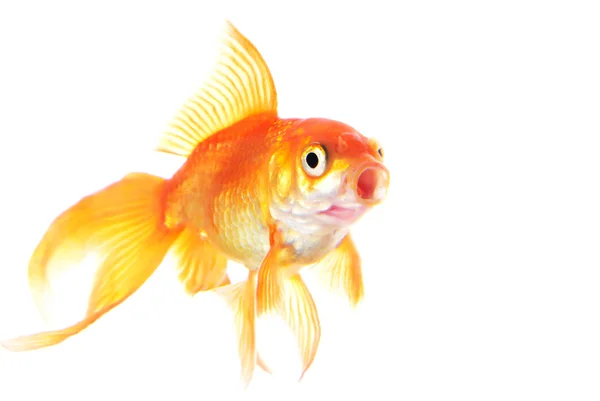 Gold fish isolated on white background — Stock Photo, Image