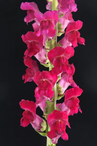 Crimson Grobladsväxter (snapdragon) blomma isolerade på svart — Stockfoto