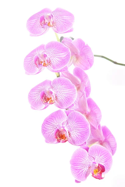 Rosy beautiful orchid spray isolated on white background — Stock Photo, Image