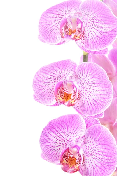 Rosy beautiful orchid spray isolated on white background — Stock Photo, Image