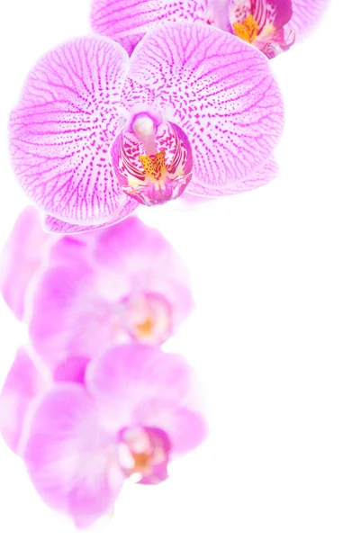 Rosy beautiful orchid spray isolated on white background — Stock Photo, Image