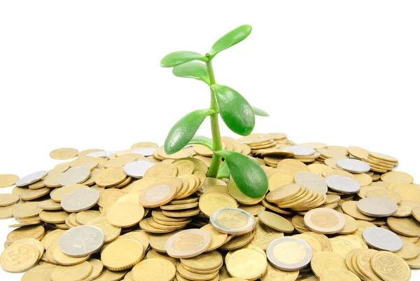 Planta crescendo a partir de moedas de ouro isoladas em fundo branco — Fotografia de Stock