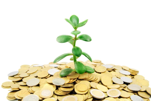 Planta crescendo a partir de moedas de ouro isoladas em fundo branco — Fotografia de Stock