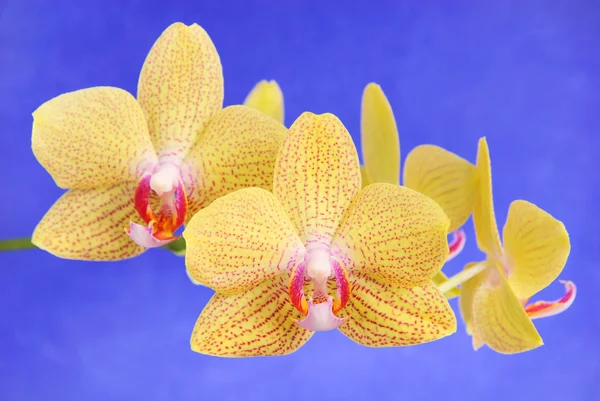 Phalenopsis Bruder Mädchen schöne gelbe Orchidee Zweig gegen — Stockfoto