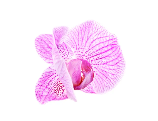 Bir pembe güzel orkide beyaz zemin üzerine izole — Stok fotoğraf