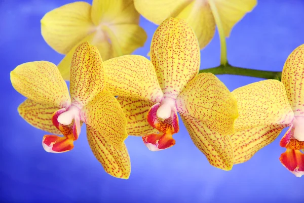 Phalenopsis Irmão menina belo ramo orquídea amarela contra — Fotografia de Stock