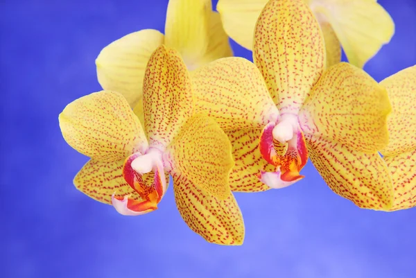 Phalenopsis bror flicka vacker gul orkidé förgrena sig mot — Stockfoto