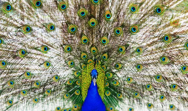 Heldere peacock met het geopende trein portret — Stockfoto