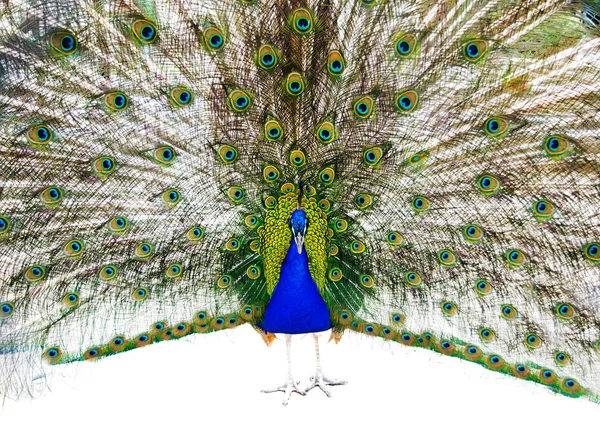 Heldere peacock met het geopende trein portret — Stockfoto