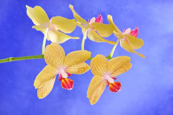 Phalenopsis broer meisje mooie gele orchidee branch tegen — Stockfoto