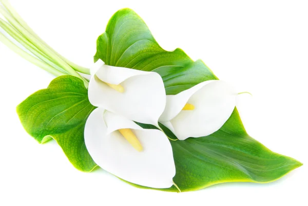 Três lírios brancos Calla buquê com folha isolada em um b branco — Fotografia de Stock