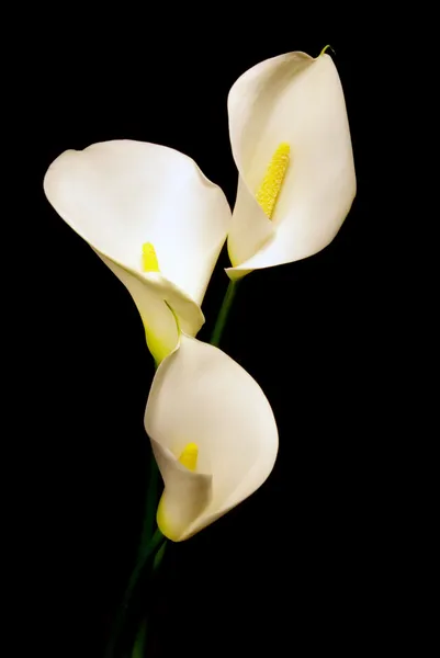 Drei weiße Calla Lilie isoliert auf schwarzem Hintergrund — Stockfoto