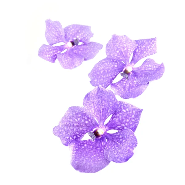 Три голубые орхидеи на белом фоне — стоковое фото
