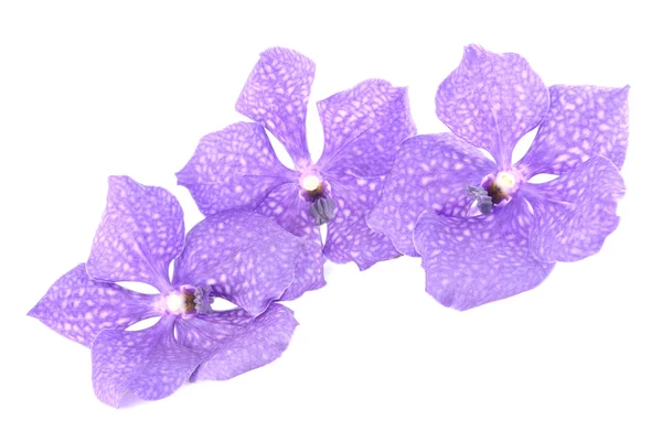 Три голубые орхидеи на белом фоне — стоковое фото