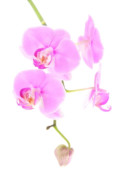 白い背景で隔離バラ色の美しい蘭スプレー — ストック写真