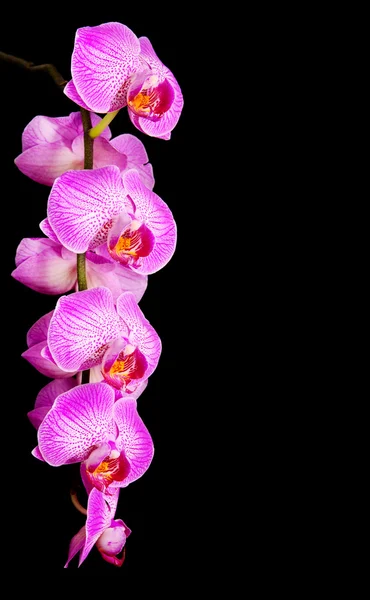 Rosy beautiful orchid branch isolated on black background — Stock Photo, Image