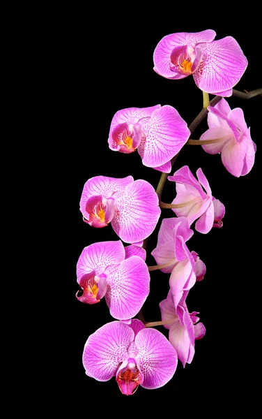Rooskleurig mooie orchid branch geïsoleerd op zwarte achtergrond — Stockfoto